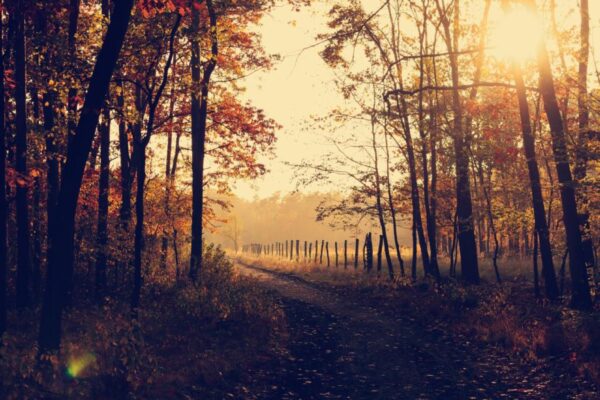 A woodland path through autumn trees in low golden sunlight