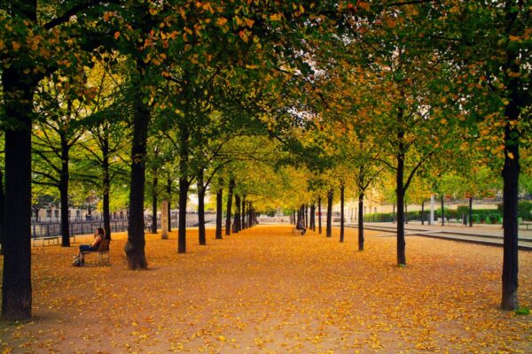 Autumn leaves on a path through a city park