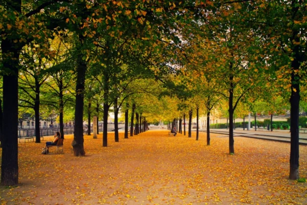 Autumn leaves on a path through a city park
